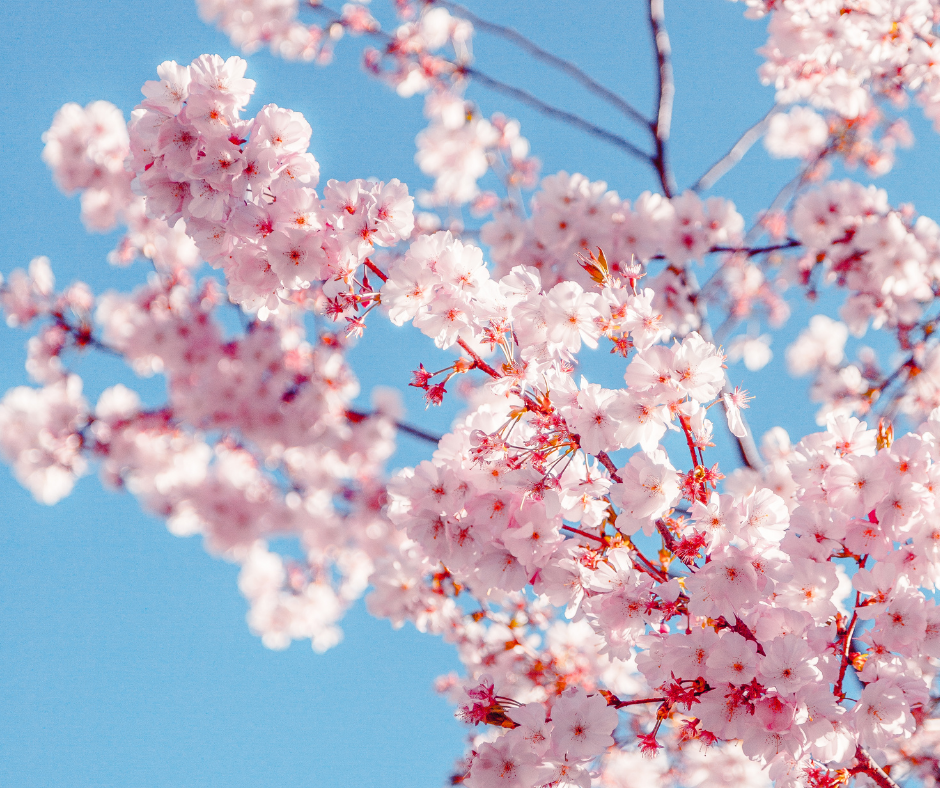 sakura